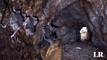 Cueva de los Murciélagos: ¿en qué distrito de Lima está ubicada y cómo llegar con S/10?