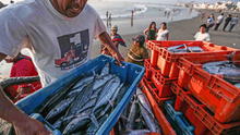 Pesca de bonito no podrá superar las 42.415 toneladas este 2024