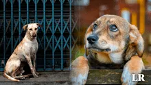 Una ciudad en Italia descontará más de US$200 en impuestos a quienes adopten perros abandonados