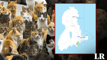 Explora la asombrosa isla de los gatos: un lugar donde hay 36 mininos por habitante