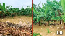 100.000 hectáreas de cultivos en riesgo en Tumbes: ¿qué alimentos se verían afectados ante el FEN?