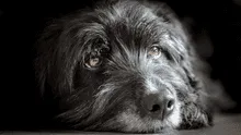 ¿Qué perros tienen mayor esperanza de vida? Estudio revela las razas más longevas