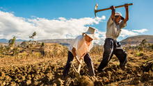 Midagri activa el seguro agrícola para atender impactos de fenómenos naturales como El Niño