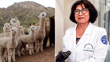 UNMSM: Martha Valdivida, la bióloga peruana que se dedica a la conservación genética de las alpacas