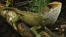 Descubren a una nueva especie de lagartija en Perú y la nombran como el vocalista de Iron Maiden