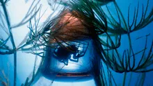 La fascinante vida subacuática de la única araña que construye un refugio bajo el mar