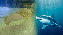 Mantarraya queda embarazada en un acuario, ¿es un tiburón el responsable?