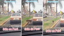 Perrito se baja de auto durante semáforo en rojo para orinar: “Aprovecha el tiempo al máximo”