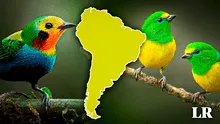 El país con la mayor diversidad de aves en el mundo está en América Latina: supera a Indonesia y Brasil