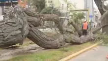 Cercado de Lima: árbol de gran tamaño cae en av. Arequipa e impide tránsito de peatones