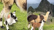Captan nacimiento de llamita en Machu Picchu y causa ternura en redes: “Nuestros apus las cuidan”