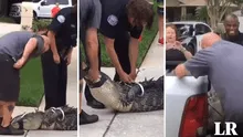 El momento exacto en que un caimán ‘noquea’ a su captor con un cabezazo