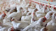 La Libertad: detectan brote de gripe aviar en una granja de gallinas