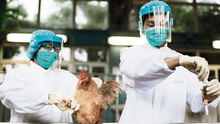 Sacrifican 23.000 aves por brote de gripe en granja
