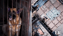 Perros de la brigada canina de la PNP viven en jaulas oxidadas, sin techo y expuestos al calor