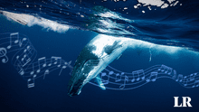 Científicos descifran cómo las ballenas cantan bajo el mar y por qué los barcos son un problema