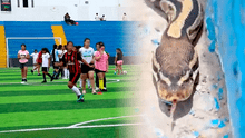 Magdalena: vecinos encuentran enorme serpiente pitón en complejo deportivo Chamochumbi