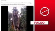 Escena de serpiente gigante no es de 2024 ni fue captada en Brasil