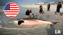 Hallan muerto a un tiburón blanco de 700 kg en Florida, Estados Unidos