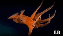 El mundo oculto en el mar de Chile: descubren 100 nuevas especies en la gigantesca cordillera submarina