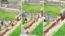 Llamas de Machu Picchu asombran a visitantes al sacar cinta de seguridad para caminar por ciudadela