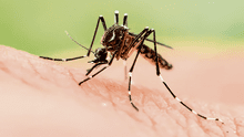 Van 44 muertes por dengue y 8 regiones tienen cifras críticas