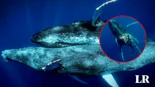 Captan a ballenas jorobadas machos en pleno acto sexual, un fenómeno nunca antes visto