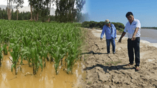 Piura: 500 hectáreas de cultivo amenazados por mal funcionamiento de geobolsas en río