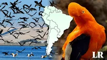 El país de Sudamérica que superó a Colombia con la mayor diversidad de aves del mundo