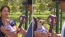 Chihuahua mordió a reportero de Latina en vivo y en redes bromean: "Chiquito pero peligroso"