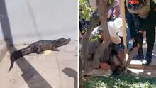 Aparición de lagarto negro en pleno centro de Pucallpa causa zozobra entre los ciudadanos