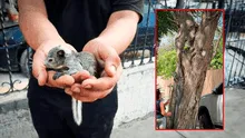 Parque de las Aguas en Piura: vecinos rescatan crías de ardillas que cayeron de los árboles tras inicio de obra