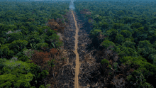 "No solo es la deforestación": ¿por qué la Amazonía peruana se acerca a un 'punto de no retorno'?