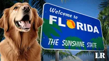 ¿Cuáles son las mejores playas para llevar a tu perro de vacaciones en Miami?