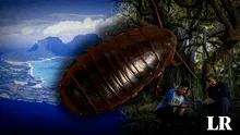 La gran "cucaracha de roca" que se creía extinta reaparece tras 90 años en una isla de Australia