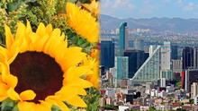 ¿Por qué el 21 de marzo se regalan flores amarillas en México y otros países? Origen de esta tendencia