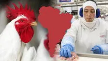 El país de Sudamérica que es el mayor exportador de pollos en el mundo: supera a Estados Unidos