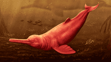 ¿Cómo era el Pebanista yacuruna, el delfín de río más grande del mundo hallado en Perú?