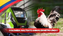 Maltrato animal en Bogotá: despiden a trabajador por quitarle la vida a un ave como parte de un ritual