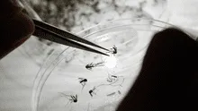 Semana Santa y dengue en Puerto Rico: lo que debes saber para protegerte