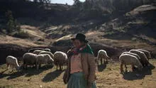 Ley de Alberto Fujimori permite explotación de comunidad campesina que recolecta lana de vicuña en Ayacucho