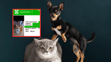 ¿Mascotas sin registro en CDMX? Todo sobre las nuevas multas y el RUAC para gatos y perros