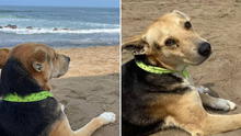 La conmovedora historia real de Vaguito, el perro que espera a su dueño frente al mar de Punta Negra