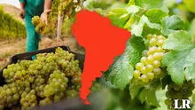 Un país de Sudamérica es el mayor exportador de uvas en el mundo: supera a Chile