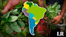 Producción de hoja de coca en el mundo es liderada por 3 países de Sudamérica