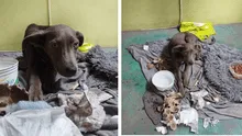 Independencia: piden ayuda para encontrar hogar a cachorrita abandonada que padece anemia