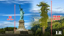 El árbol más grande del mundo está en América: con su altura supera a la Estatua de la Libertad
