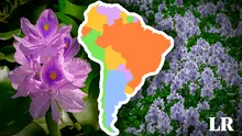 Sudamérica, el lugar de origen de la planta invasora más dominante del mundo: es de las 100 más peligrosas