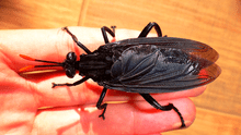 La mosca más grande del mundo mide 7 centímetros y está en tres países de Sudamérica