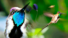 El colibrí más hermoso del mundo proviene de Sudamérica: sus plumas cambian de color con la luz